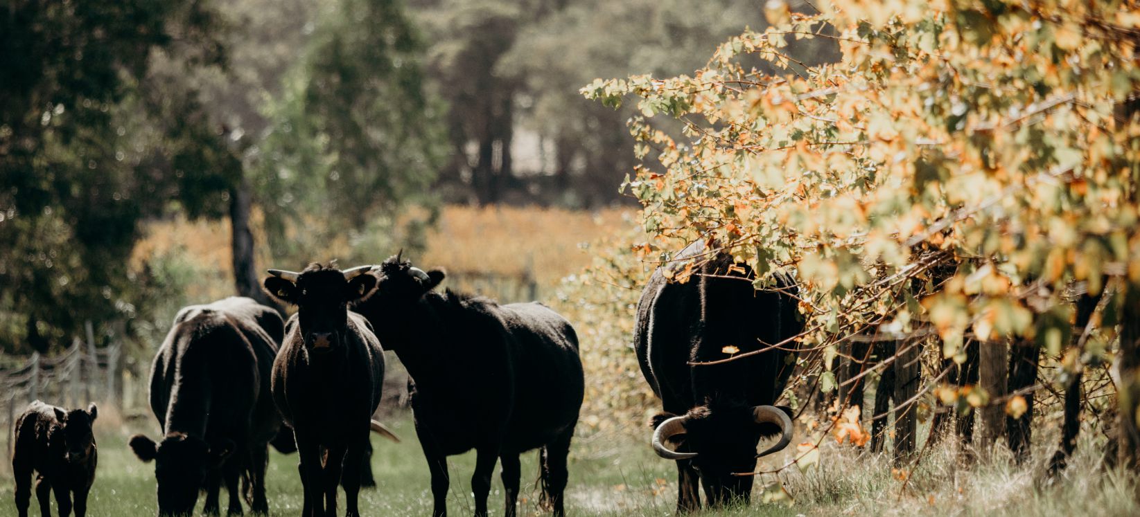 Cows in vineyard 